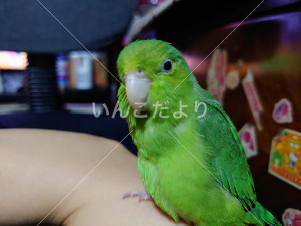 迷い鳥の写真