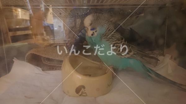 保護鳥の写真