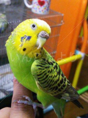 保護鳥の写真