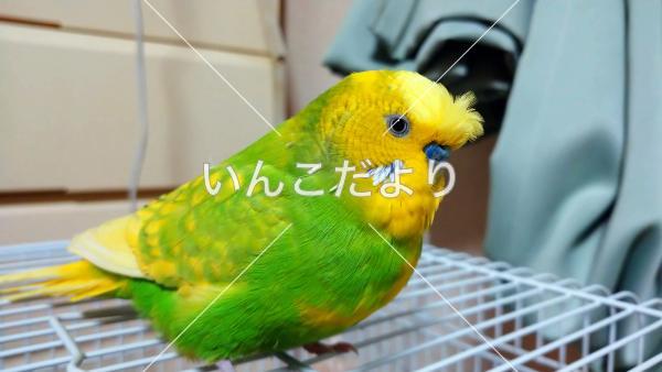 迷い鳥の写真