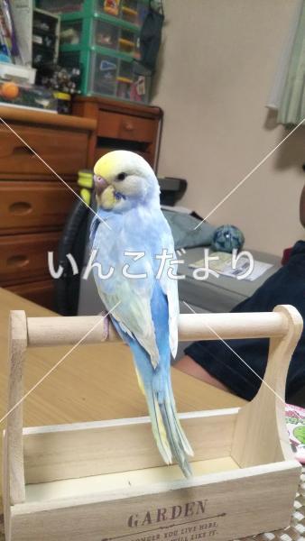 迷い鳥の写真