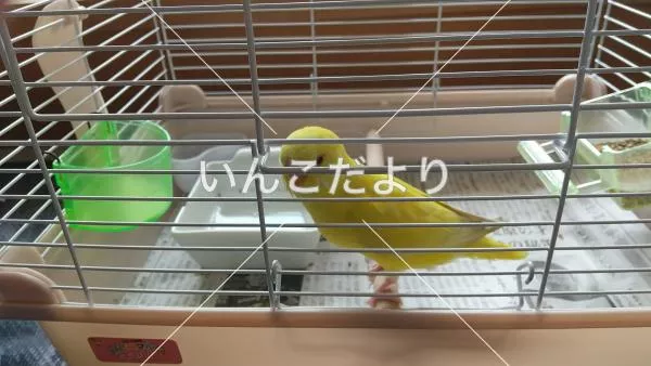 保護鳥の写真