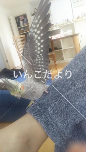 迷い鳥の写真