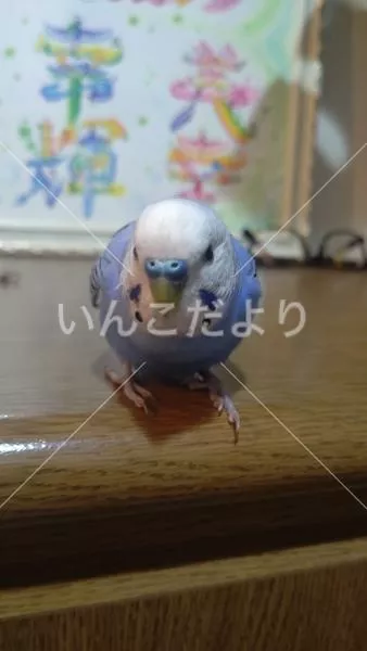 保護鳥の写真