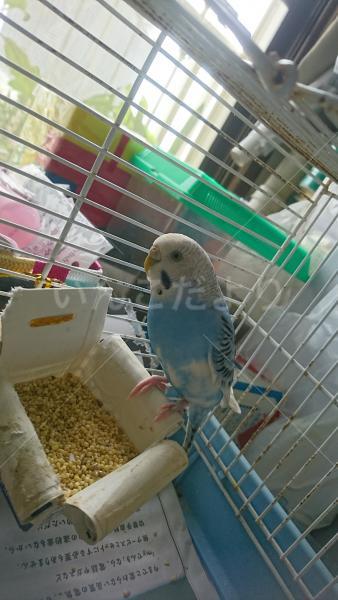 保護鳥の写真