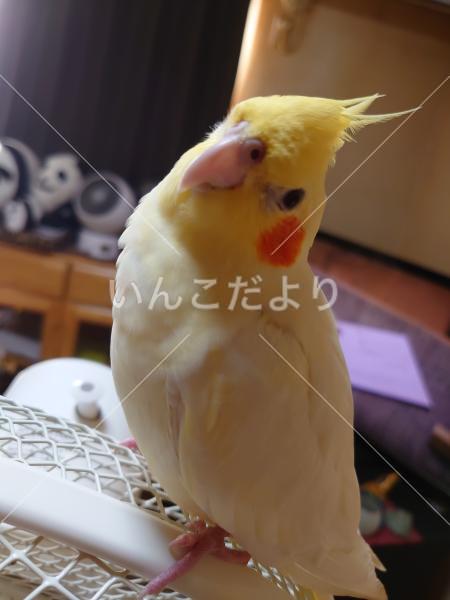 迷い鳥の写真