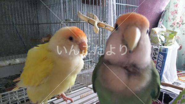 迷い鳥の写真