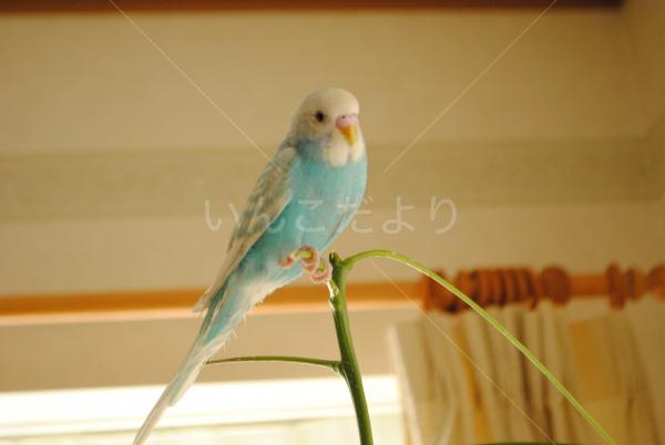 迷い鳥の写真