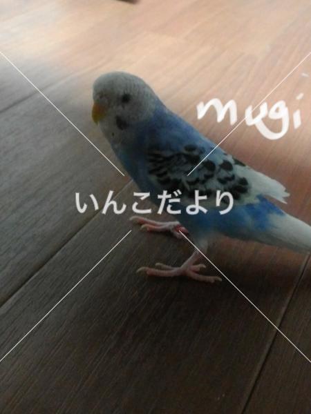 迷い鳥の写真