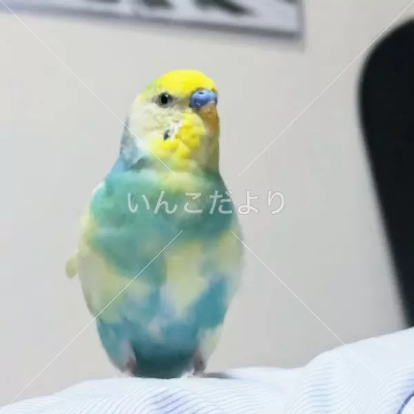 保護鳥の写真