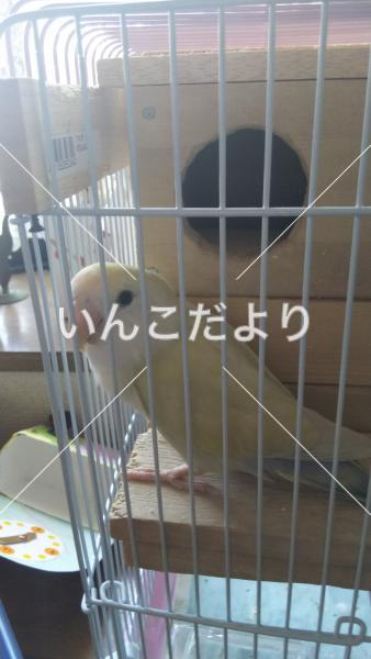 迷い鳥の写真