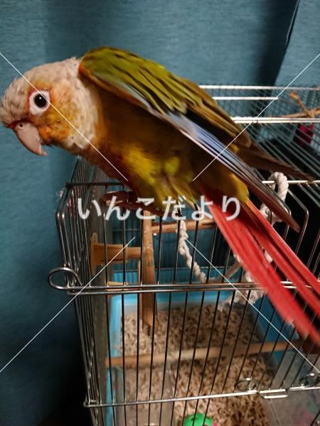 迷い鳥の写真