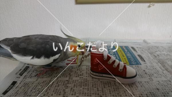 迷い鳥の写真
