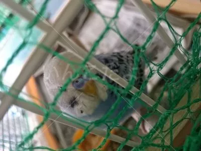 保護鳥の写真