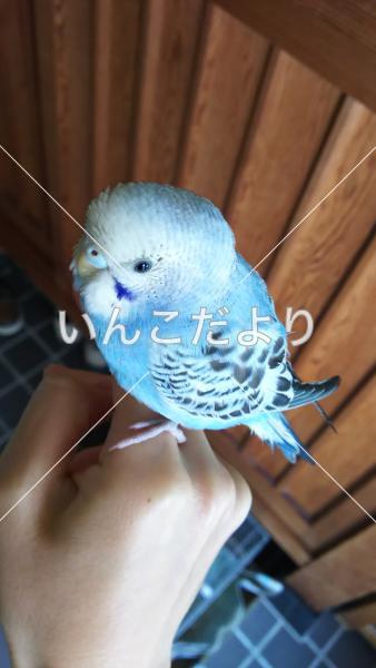 保護鳥の写真