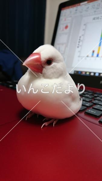 迷い鳥の写真