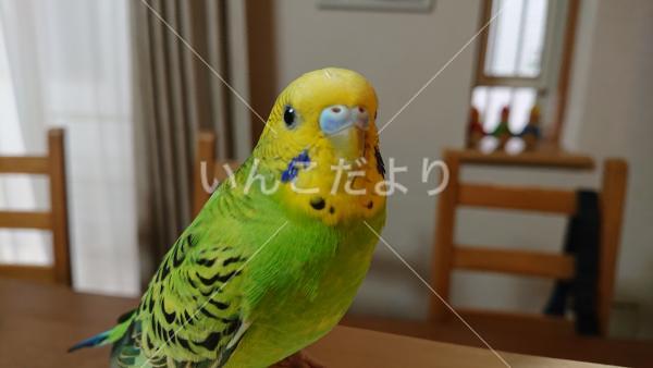 迷い鳥の写真