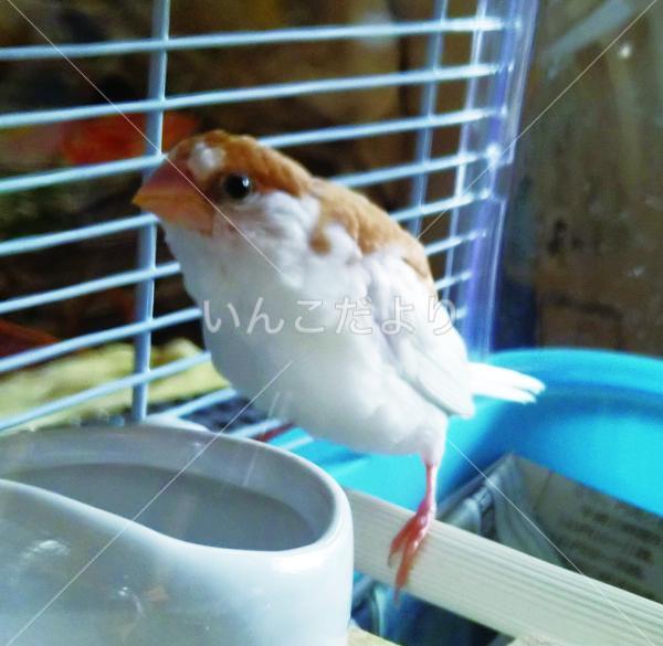 保護鳥の写真