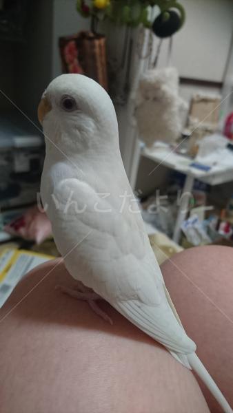 迷い鳥の写真