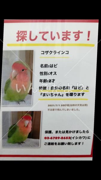 迷い鳥の写真