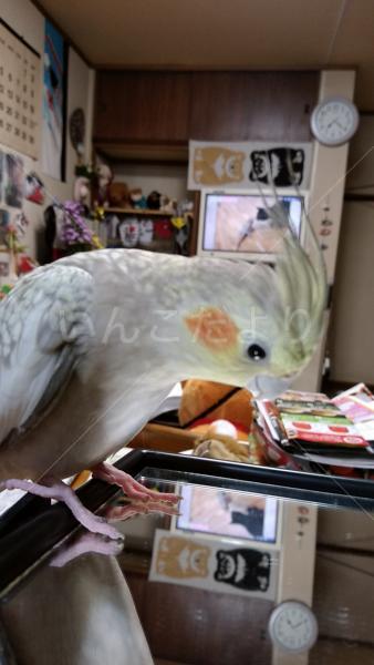 迷い鳥の写真