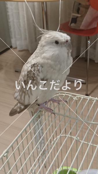 迷い鳥の写真