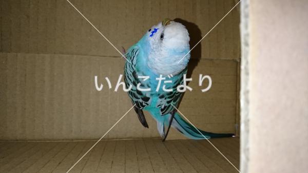 保護鳥の写真