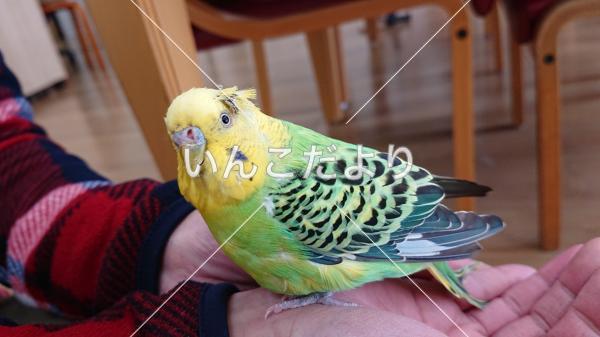 保護鳥の写真