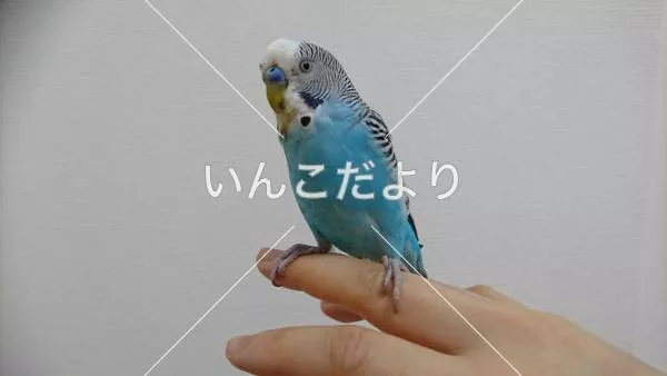 保護鳥の写真