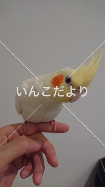 迷い鳥の写真