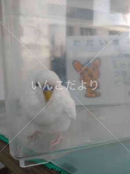 迷い鳥の写真