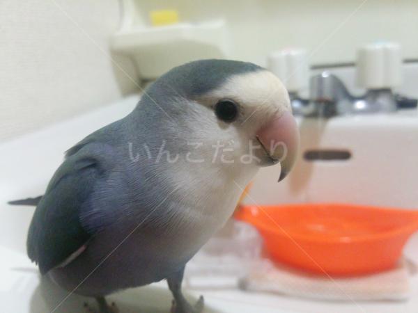 迷い鳥の写真