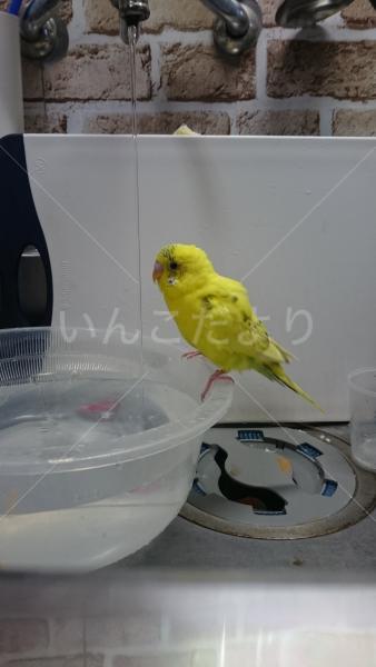 迷い鳥の写真