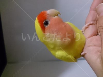 迷い鳥の写真