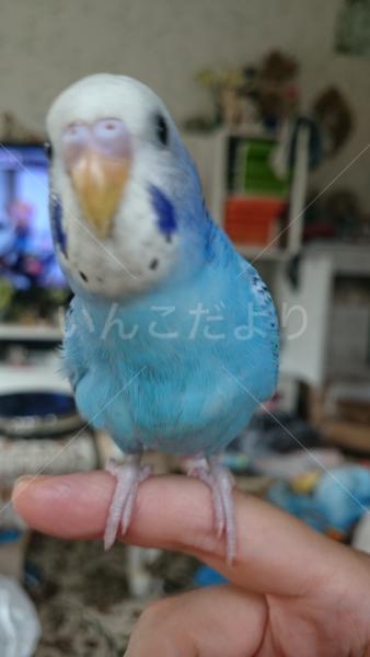 迷い鳥の写真