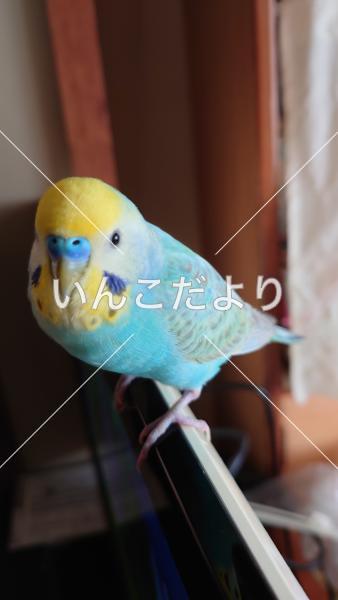 迷い鳥の写真