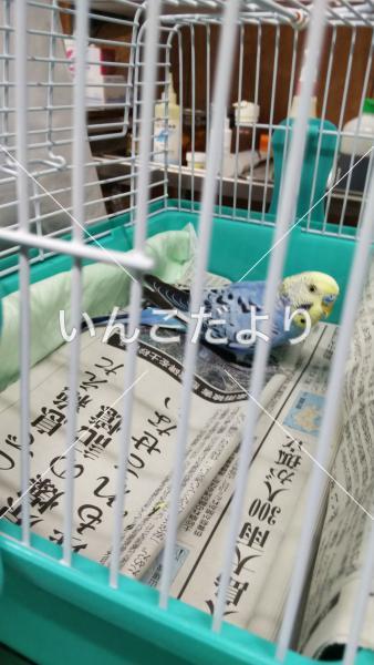保護鳥の写真
