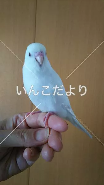 迷い鳥の写真