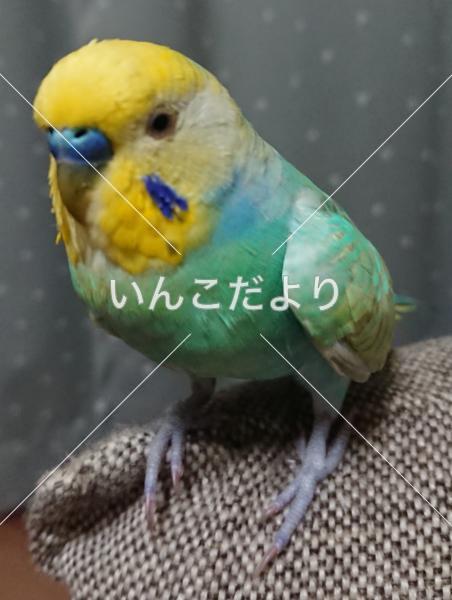 迷い鳥の写真