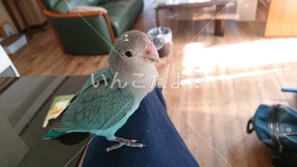 迷い鳥の写真