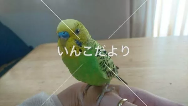 保護鳥の写真