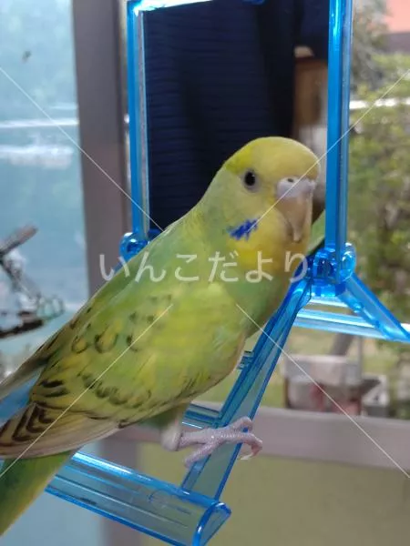 迷い鳥の写真