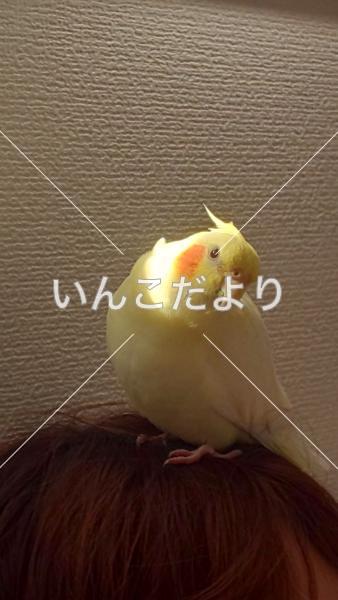 迷い鳥の写真