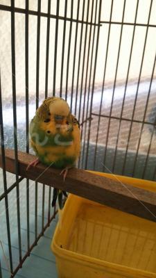 保護鳥の写真