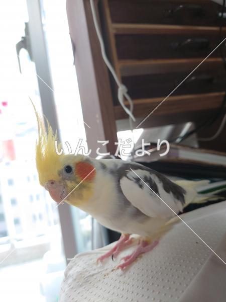 迷い鳥の写真