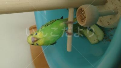 迷い鳥の写真