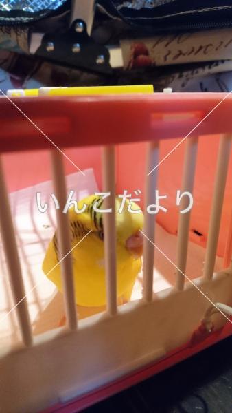 保護鳥の写真