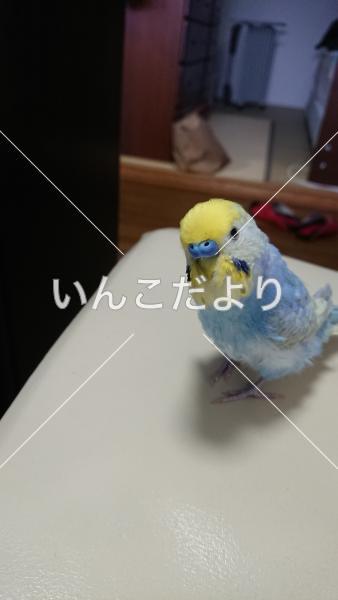 迷い鳥の写真