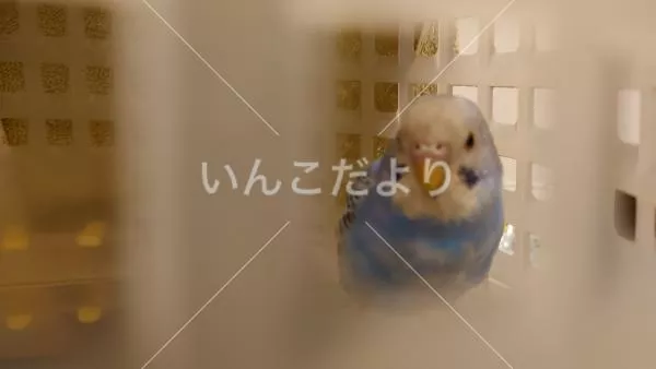 保護鳥の写真