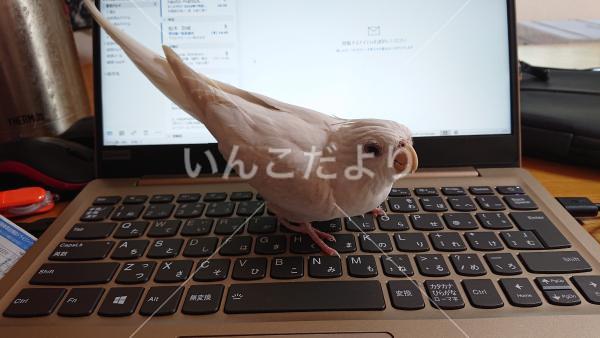 迷い鳥の写真